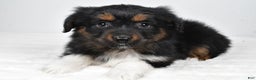 Miniature Australian Shepherd dogs for sale: Randal - Ad 4