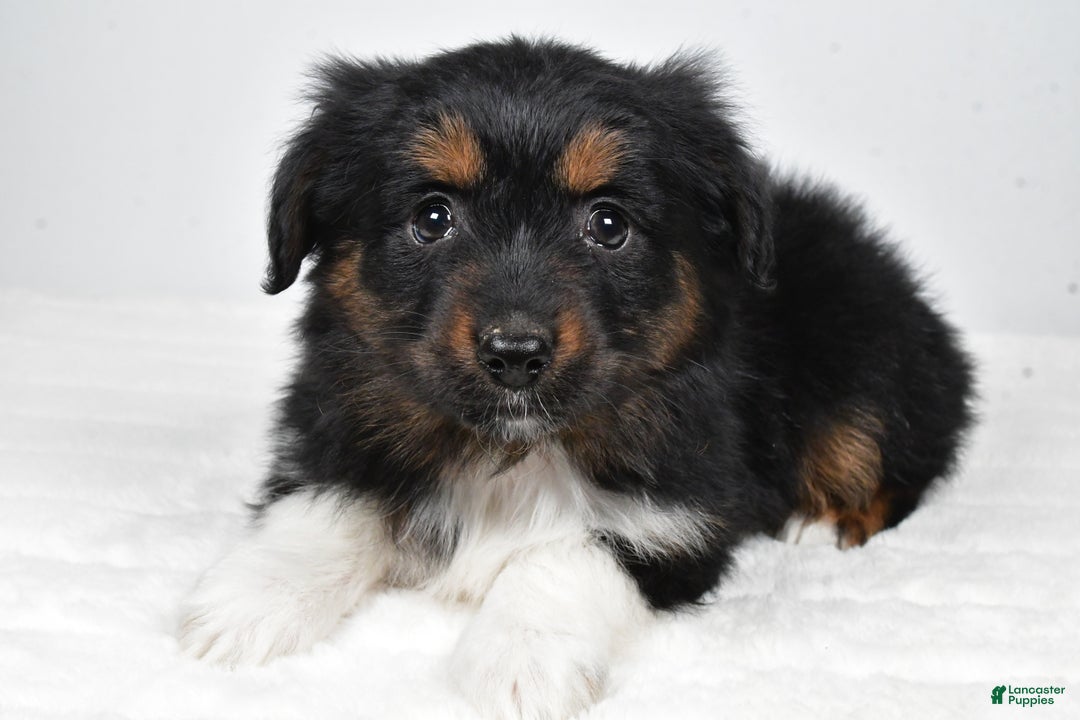 Miniature Australian Shepherd dogs for sale: Randal - Ad 4