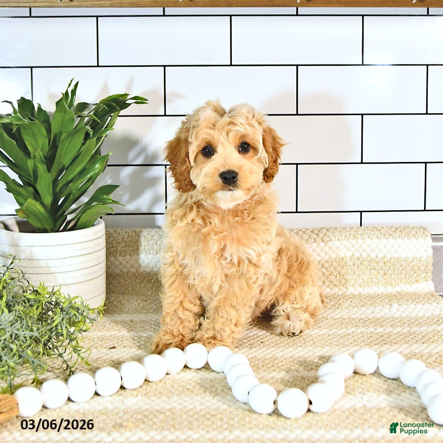 Cockapoo dogs Bentley EXTRA SMALL - Ad 1
