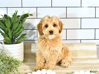 Cockapoo dogs for sale: Bentley EXTRA SMALL - Ad 2