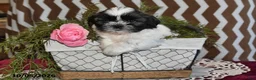 Shih Tzu dogs for sale: Jordan - Ad 4