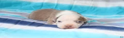 American Bully dogs for sale: Lumiya - Ad 1