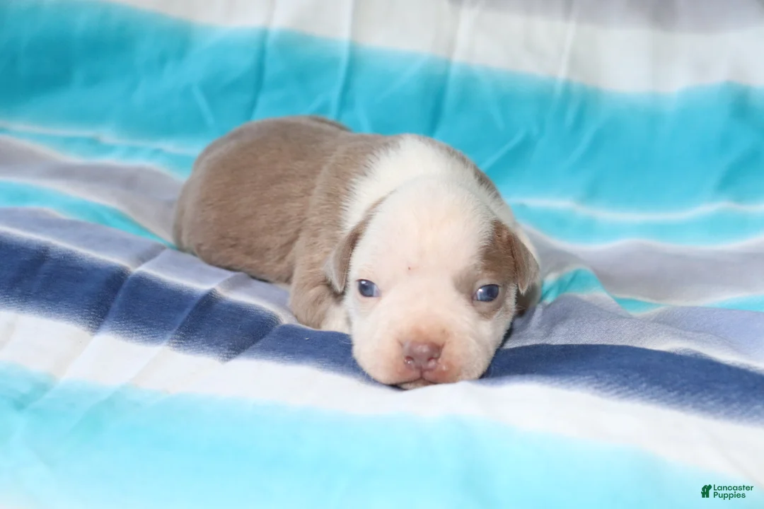 American Bully dogs for sale: Lumiya - Ad 1