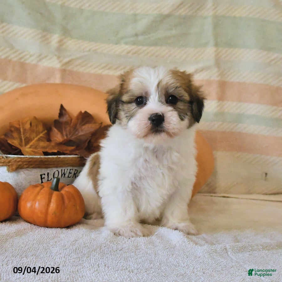 Malshi dogs Murphey - Ad 1