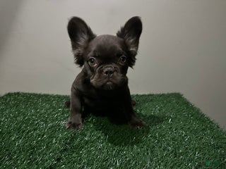 French Bulldog dogs - Ad 5