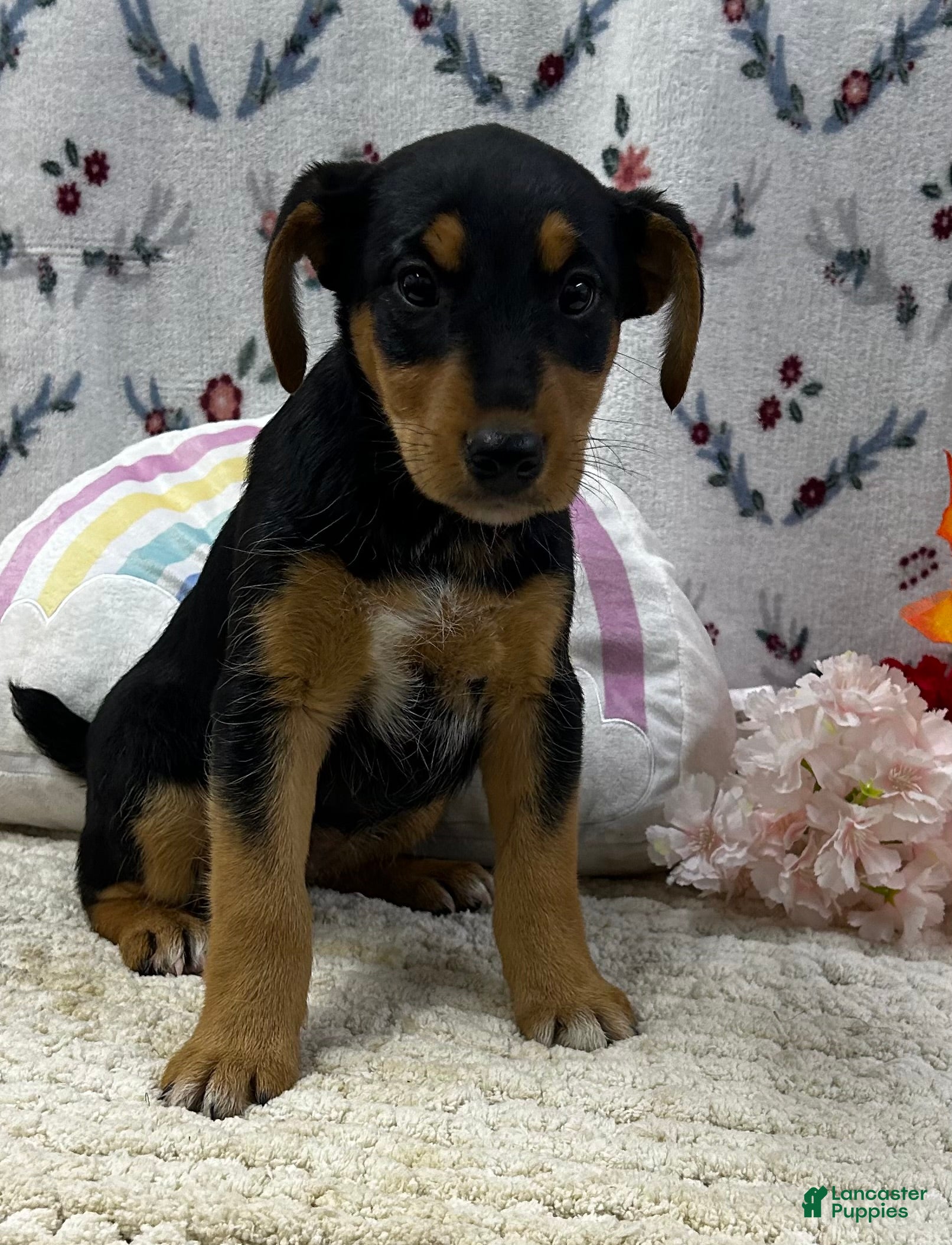 Airedale Terrier dogs Airedale Terrier Puppy 3 - Ad 4
