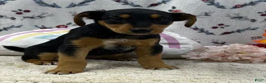 Airedale Terrier Puppy 3