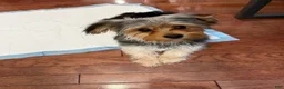 Morkie dogs for sale: Morkie Puppy 1 - Ad 4