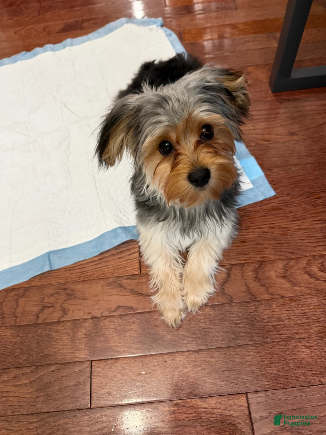 Morkie dogs for sale: Morkie Puppy 1 - Ad 4