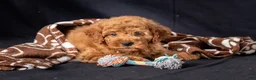 Mini Goldendoodle dogs for sale: Lucas - Ad 5