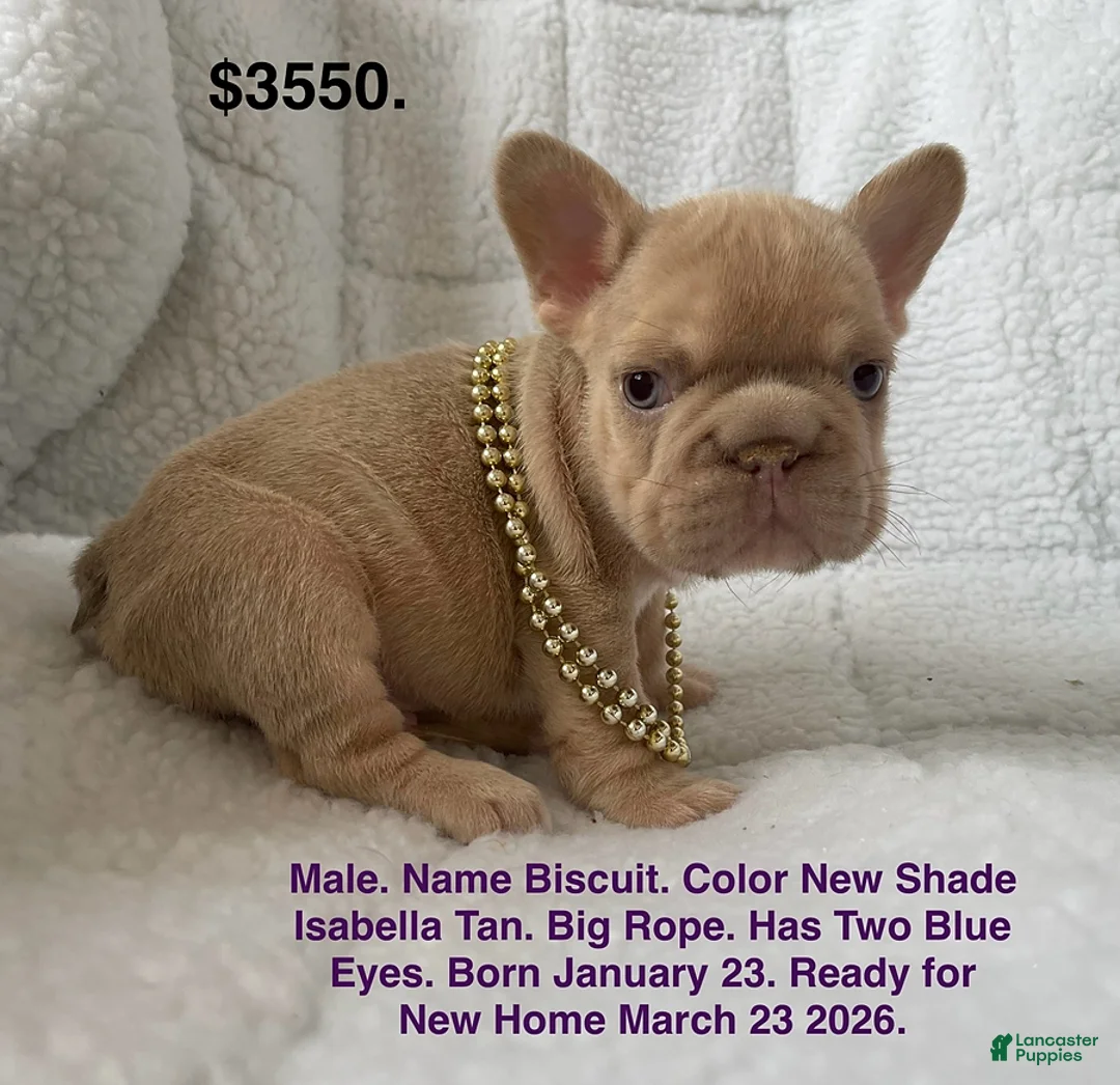 French Bulldog dogs for sale: Biscuit - Ad 1