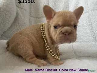 French Bulldog dogs for sale: Biscuit - Ad 1