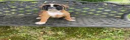 Boxer dogs for sale: Red - Ad 4