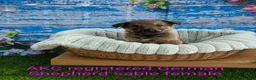German Shepherd dogs for sale: Jack  - Ad 23