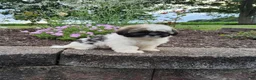Shih Tzu dogs for sale: Amber - Ad 13