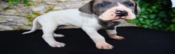 Great Dane dogs for sale: Janie - Ad 9