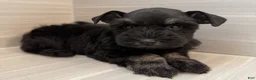 Miniature Schnauzer dogs for sale: Bonnie - Ad 5