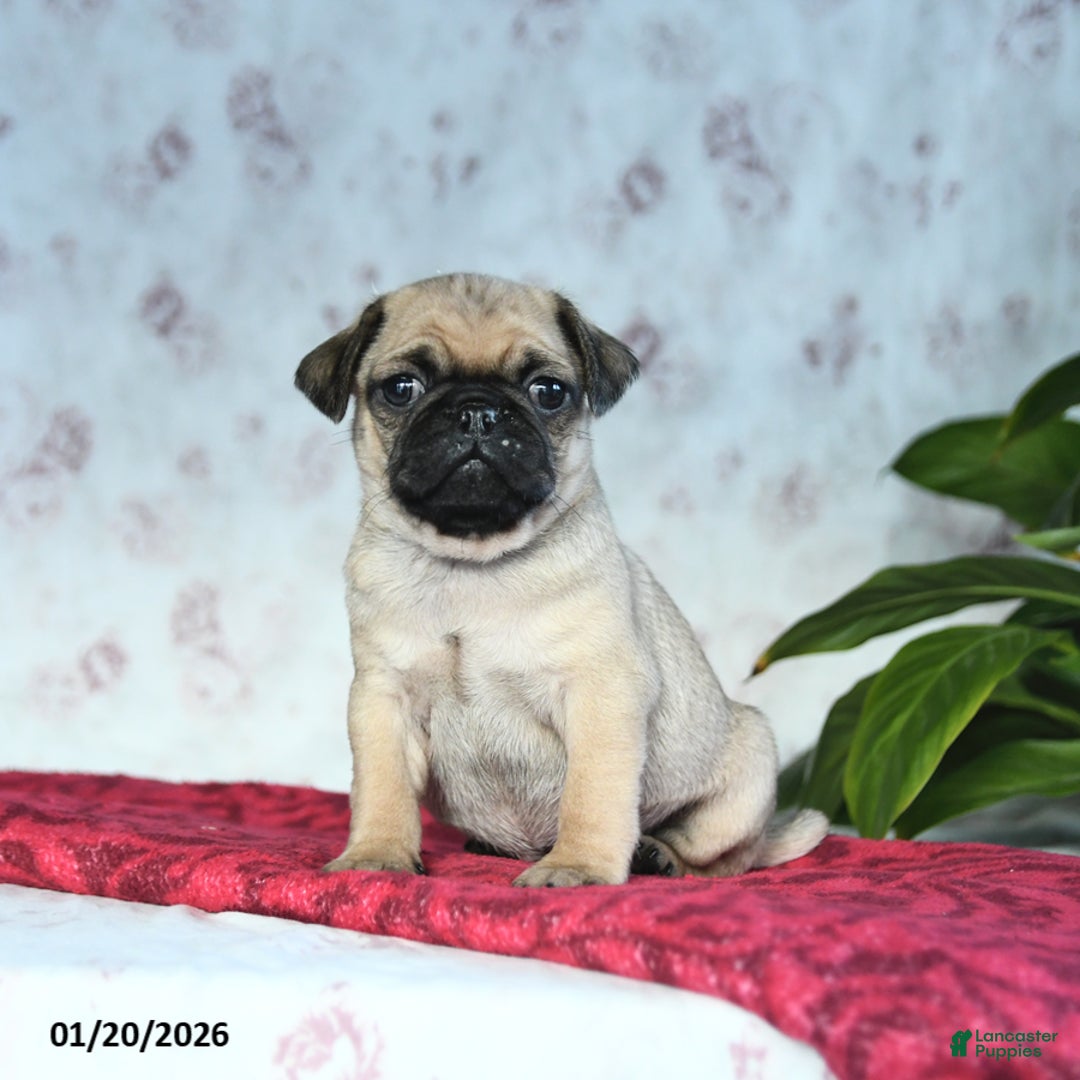 Pug dogs for sale: Toby - Ad 2