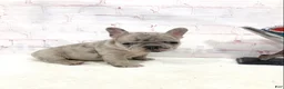 French Bulldog dogs for sale: Eddie French Bulldog  - Ad 4