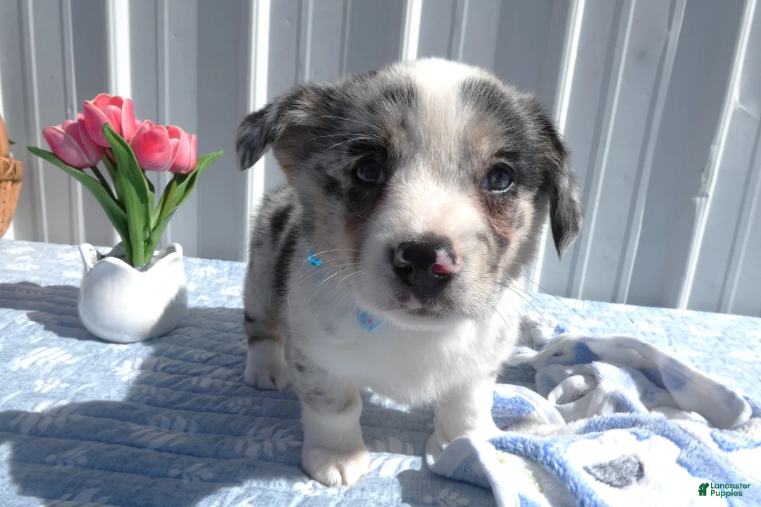 Welsh Corgi Pembroke dogs for sale: Welsh Corgi Pembroke Puppy 2 Whimsical - Ad 1
