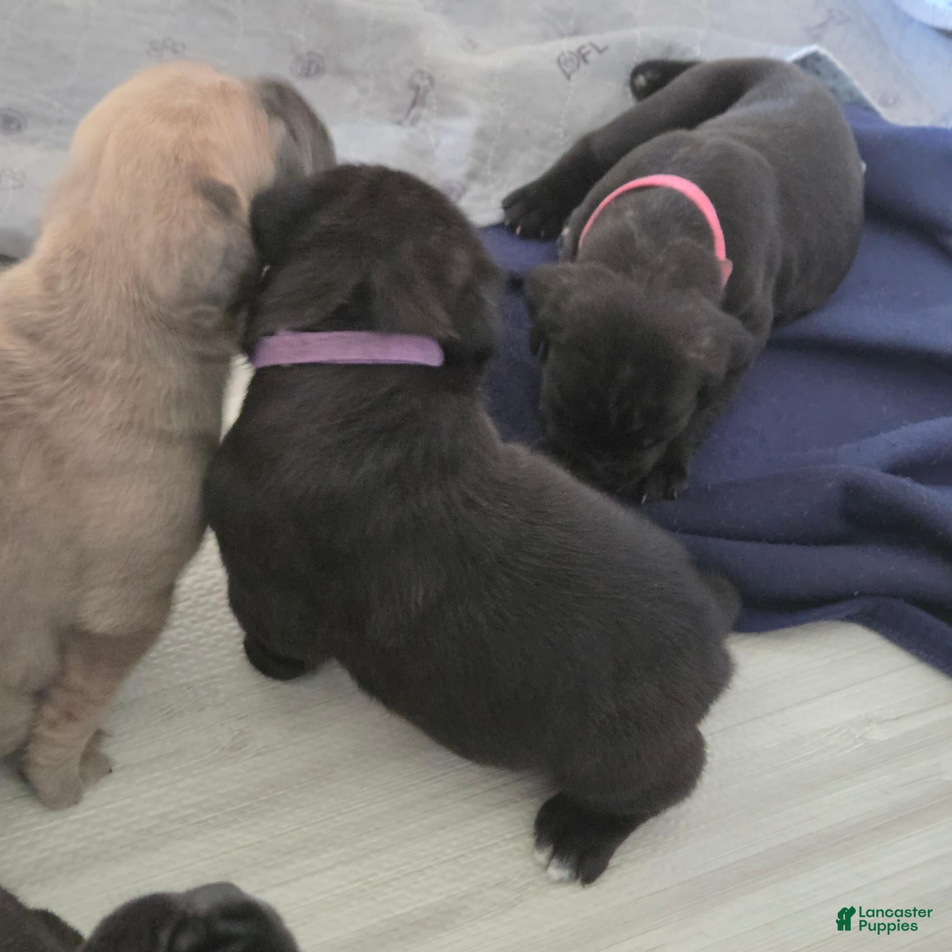 Cane Corso
