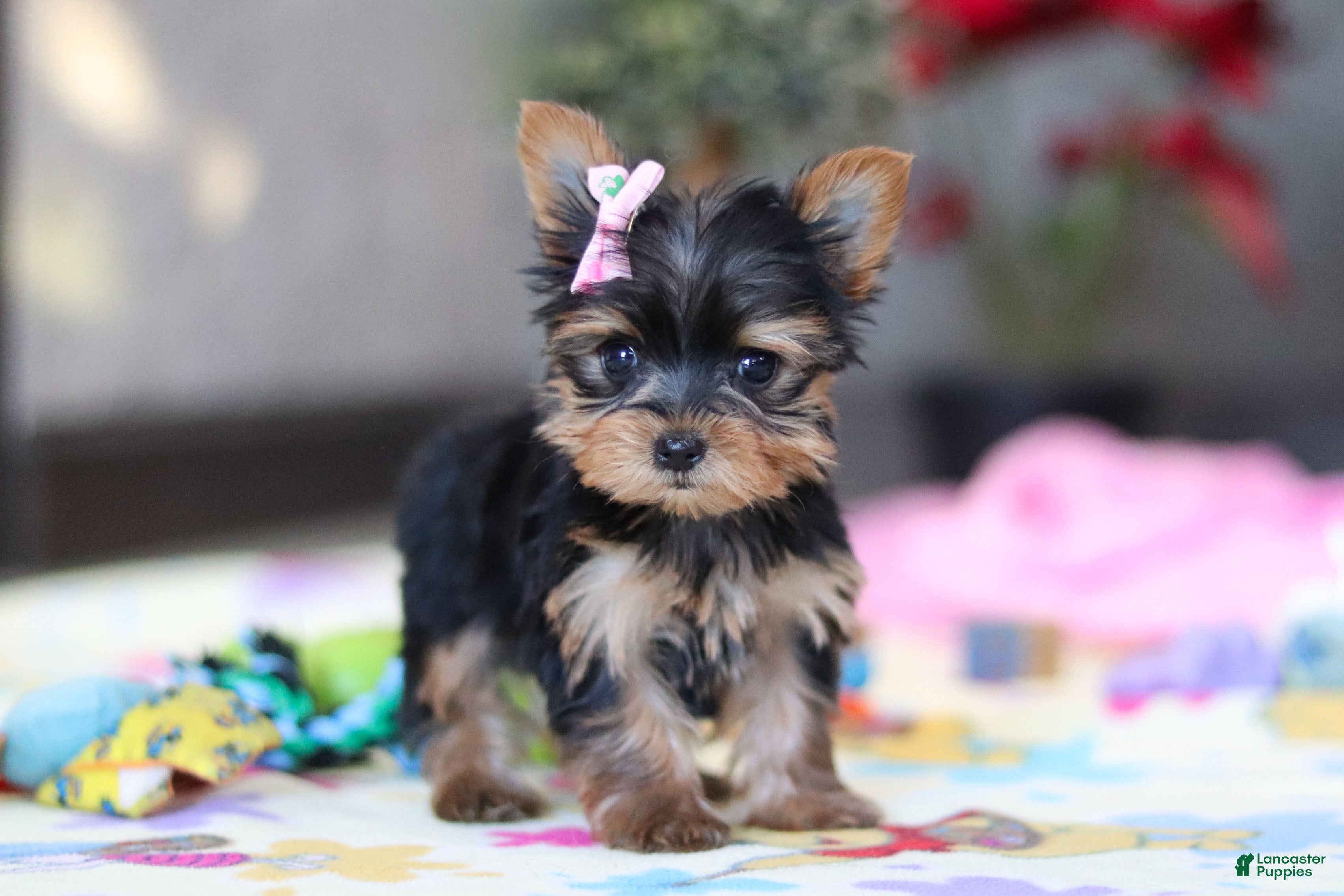 Yorkshire Terrier dogs Saige - Ad 32