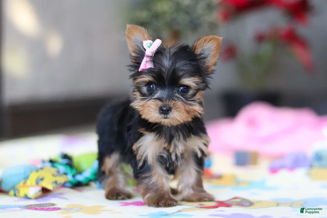 Yorkshire Terrier dogs for sale: Saige - Ad 1