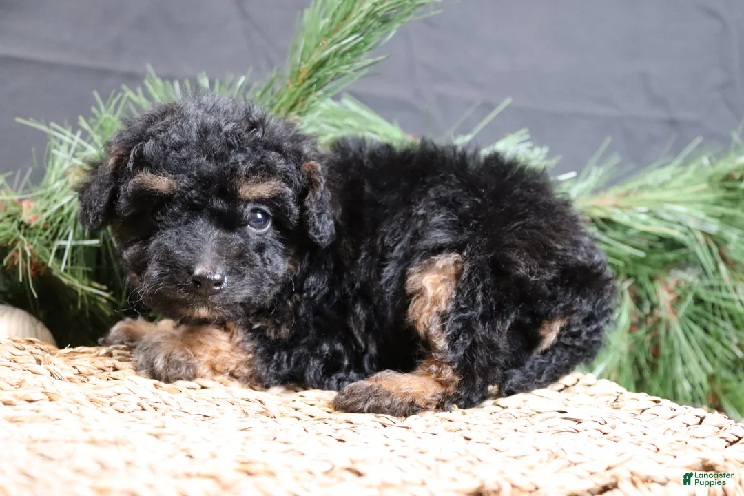 Cavapoo dogs for sale: Frosty - Ad 5