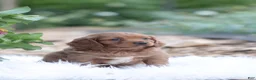 Cavapoo dogs for sale: Lily - Ad 5