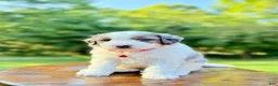 Mini Bernedoodle dogs for sale: Enzo   (F1b) ♥️ - Ad 8