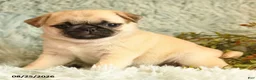 Pug dogs for sale: Beauty - Ad 4