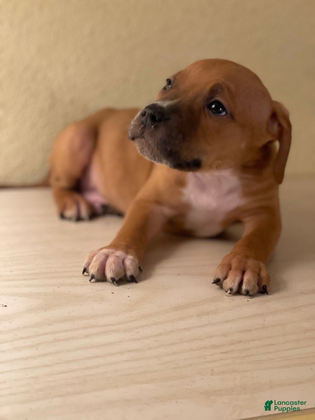 American Pit Bull Terrier dogs for sale: American Pit Bull Terrier Puppy 8 - Ad 5