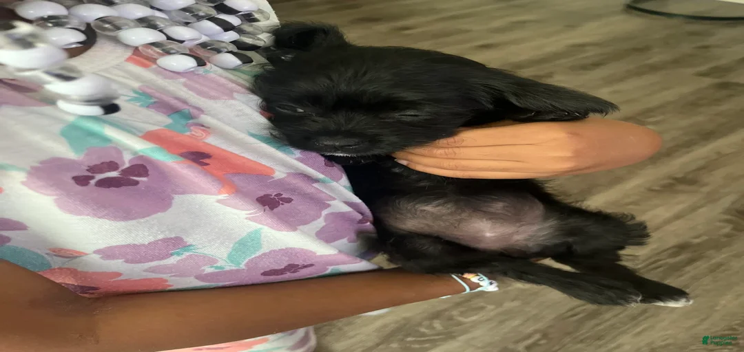 Gallery Image {{count}}