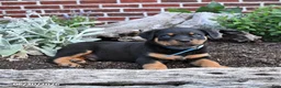Rottweiler dogs for sale: Beau - Ad 4