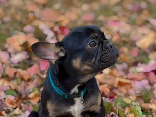 French Bulldog dogs French Bulldog Puppy - Ad 19