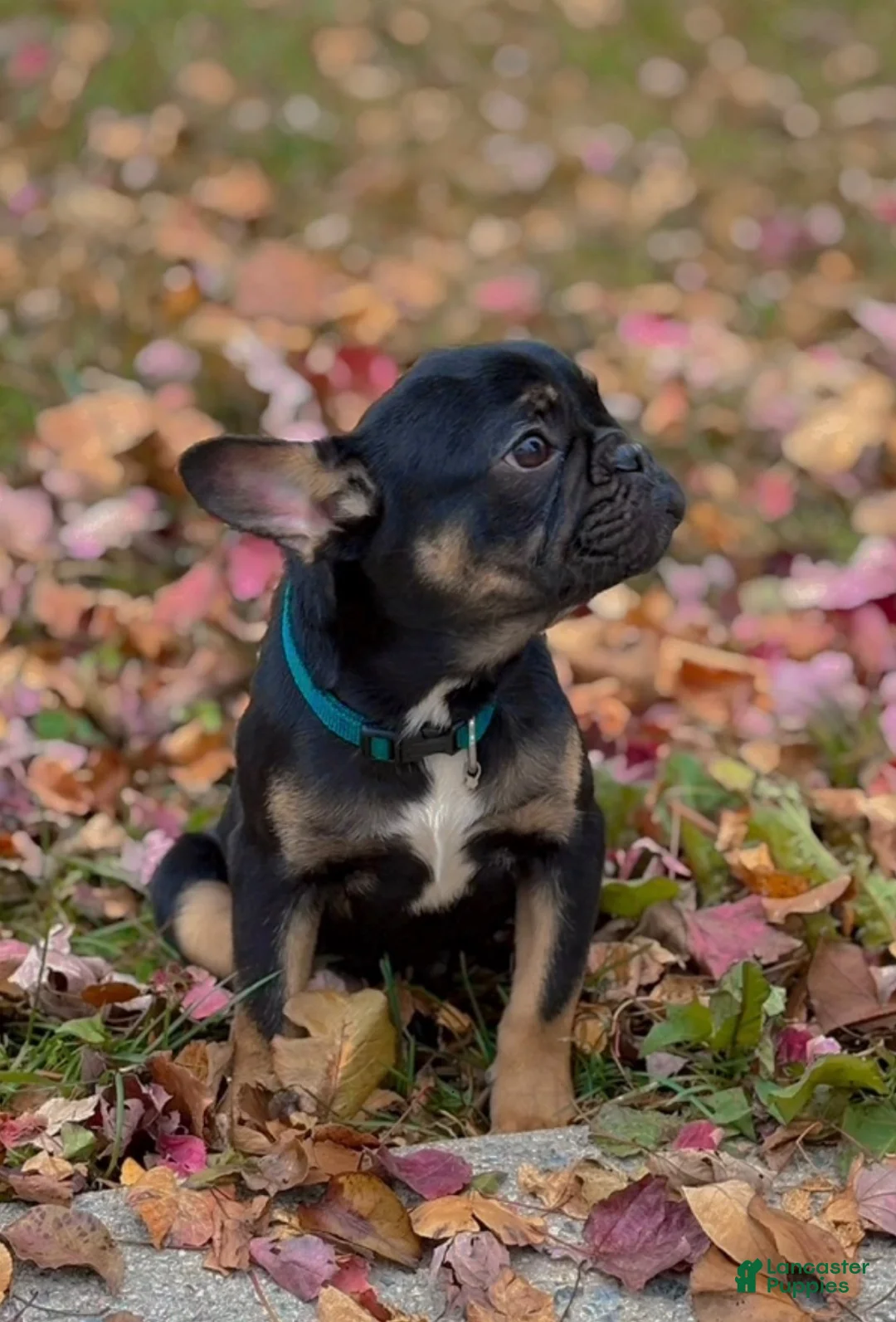 French Bulldog dogs for sale: French Bulldog Puppy  - Ad 1