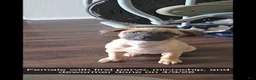 Mixed Breed dogs for sale: Koko - Ad 7