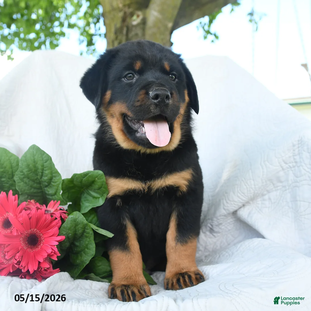 Rottweiler dogs for sale: Pluto - Ad 3