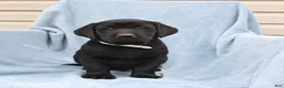 Labrador Retriever dogs for sale: Percy - Ad 2