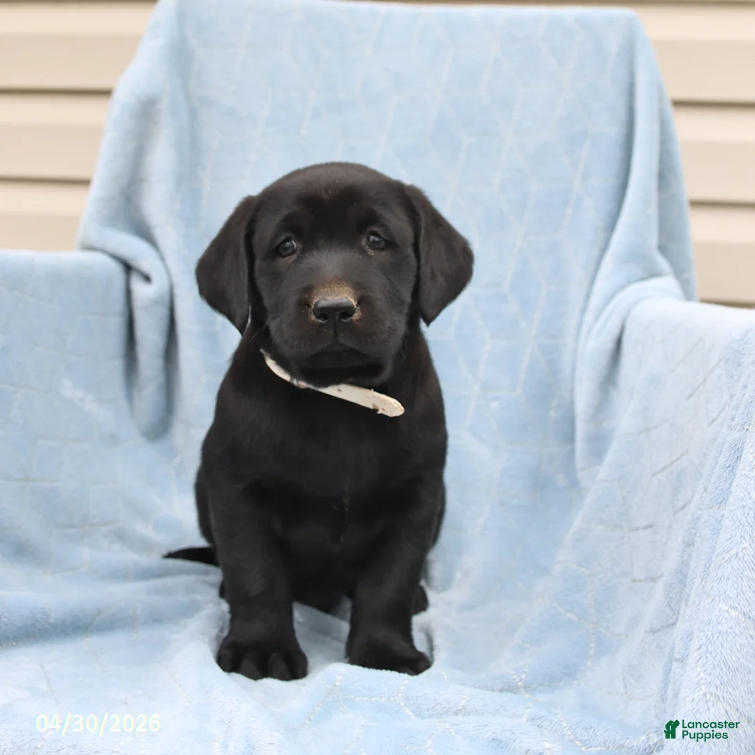 Labrador Retriever dogs for sale: Percy - Ad 2