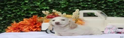 Miniature Dachshund dogs for sale: Chiffon - Ad 3