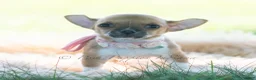 Chihuahua dogs for sale: Poppy - Ad 3