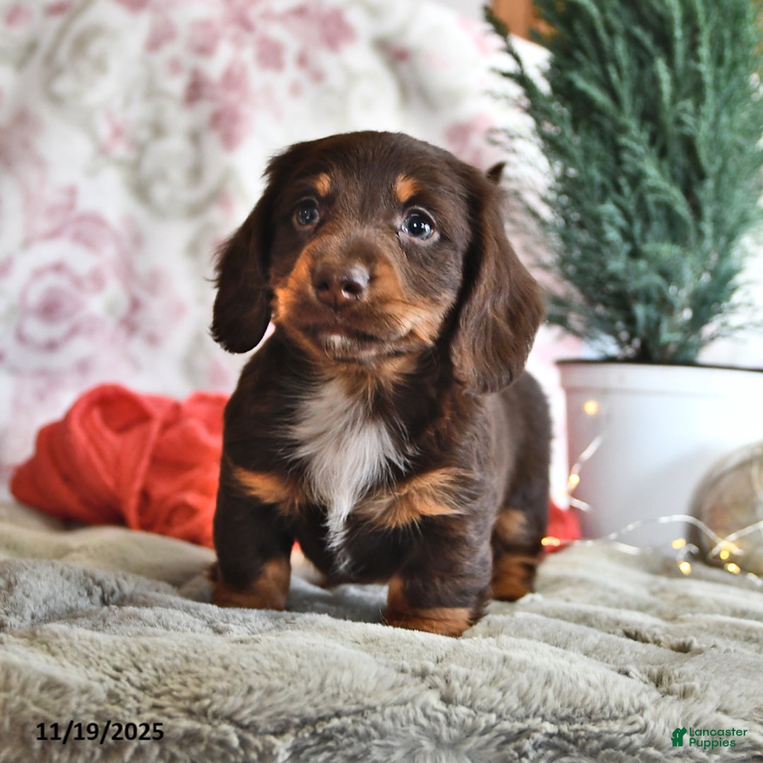 Miniature Dachshund dogs for sale: Mr Chocolate - Ad 2