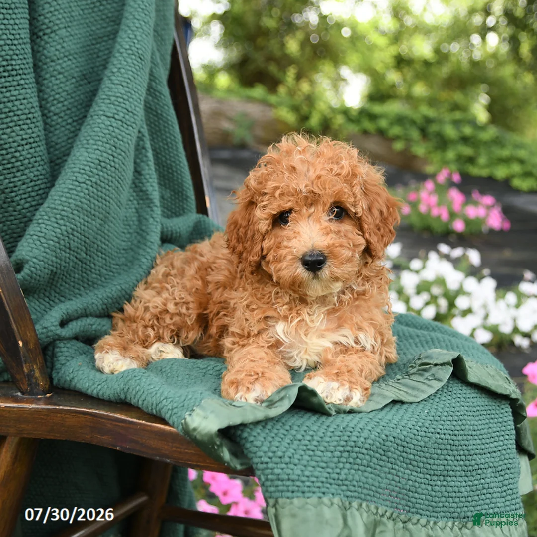 Miniature Poodle dogs for sale: Blake - Ad 3