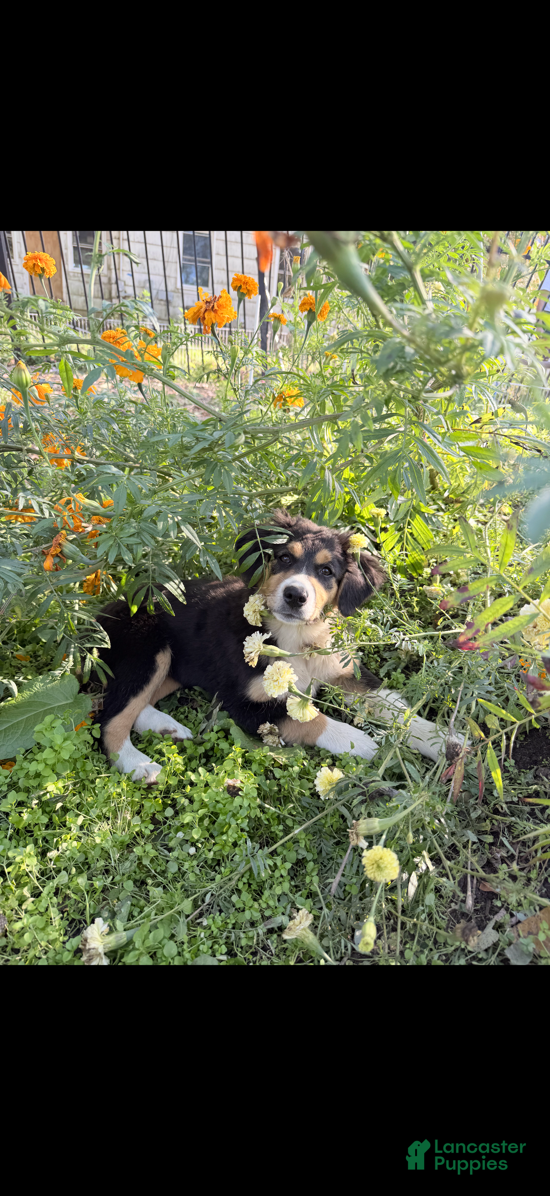 Australian Shepherd dogs for sale: Australian Shepherd Puppy 7 - Ad 1
