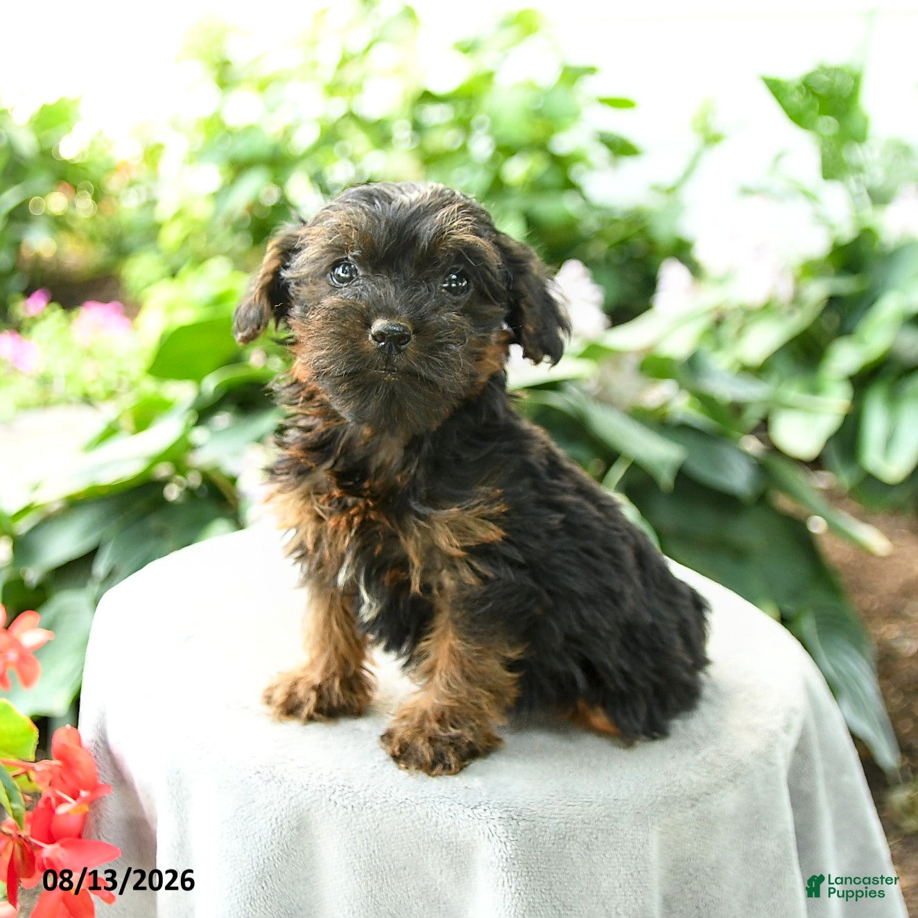 Yorkiepoo dogs Pryce - Ad 2