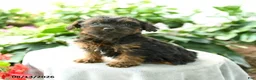 Yorkiepoo dogs for sale: Pryce - Ad 2