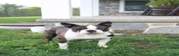 Boston Terrier dogs for sale: Kylie - Ad 7