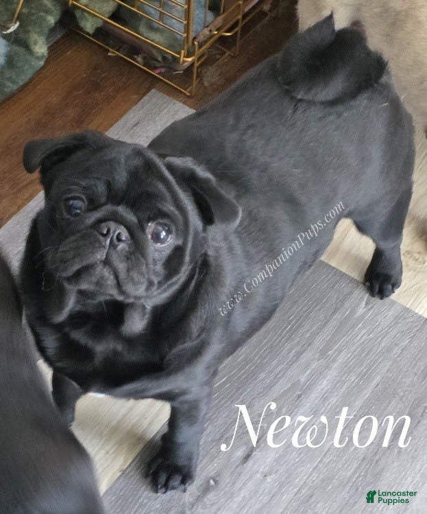 Pug dogs Newton - Champion Lines - Ad 6