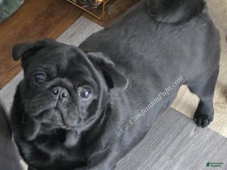 Pug dogs Newton - Champion Lines - Ad 36